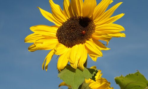 Blume