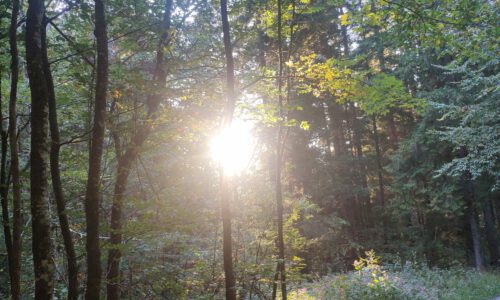 Herbstsonne.2jpg